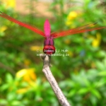 Wunderschöne Libelle